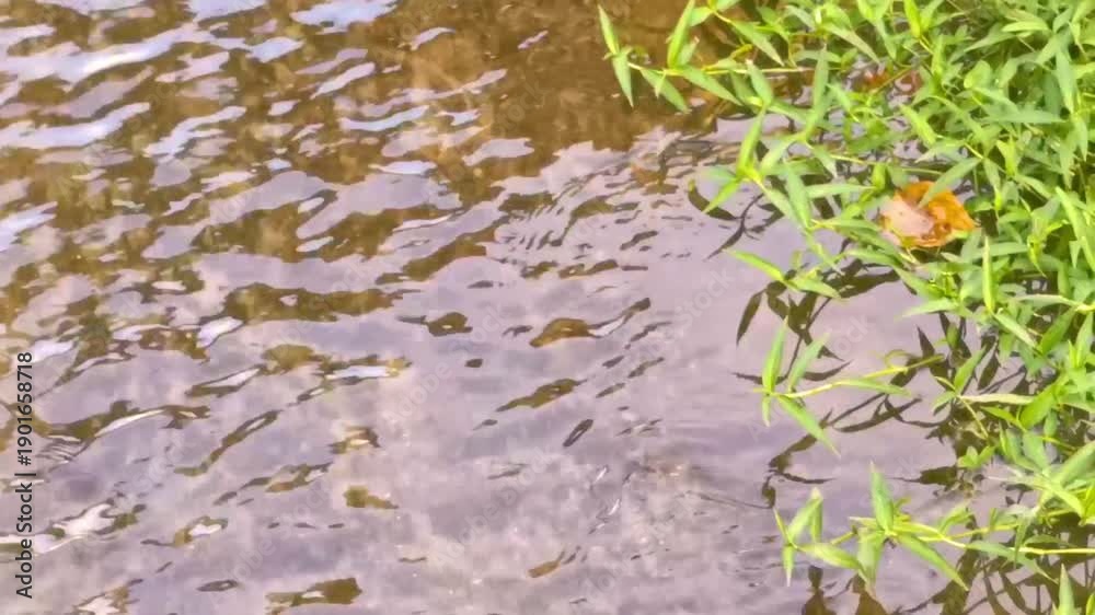 custom made wallpaper toronto digitalGreen tropical river lake stream with nature plants flowers Thailand.