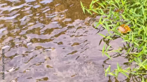 Wallpaper Mural Green tropical river lake stream with nature plants flowers Thailand. Torontodigital.ca
