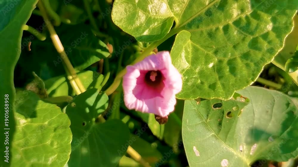 custom made wallpaper toronto digitalPink violet purple morning glory Goats foot creeping flower flowers.