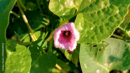 Wallpaper Mural Pink violet purple morning glory Goats foot creeping flower flowers. Torontodigital.ca