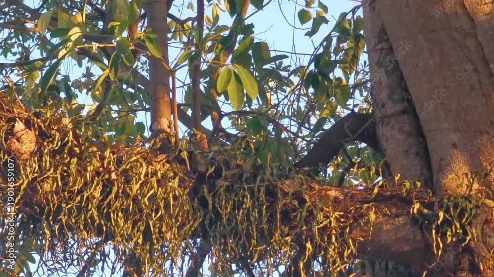 custom made wallpaper toronto digitalLarge tropical tree at sunset with climbing plant parasite trunk.