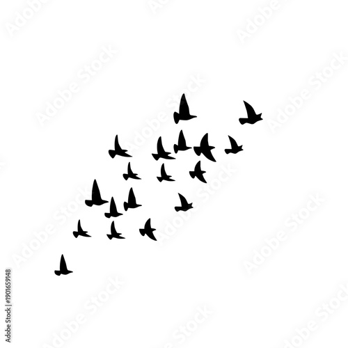 Large flock of birds silhouette isolated