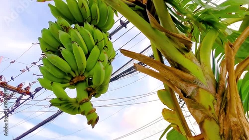 Wallpaper Mural Green yellow bananas are growing on banana plant tree Thailand. Torontodigital.ca