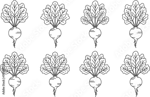 Black and white beetroot vegetable illustration set, fresh organic root crop with leaves, minimal line art vector collection