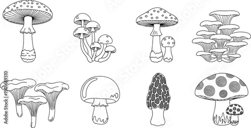 Hand drawn mushroom illustration set, forest fungi collection, botanical line art, edible wild mushrooms, nature sketch icons packHand drawn mushroom 