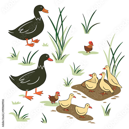 Cartoon ducks and chickens in grassy area animals birds