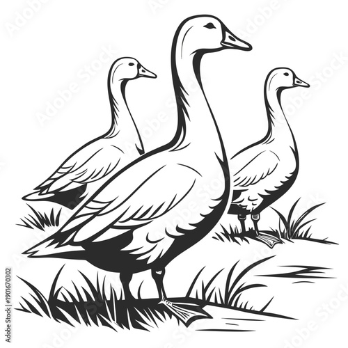 Three ducks standing in grass geese animals in a row