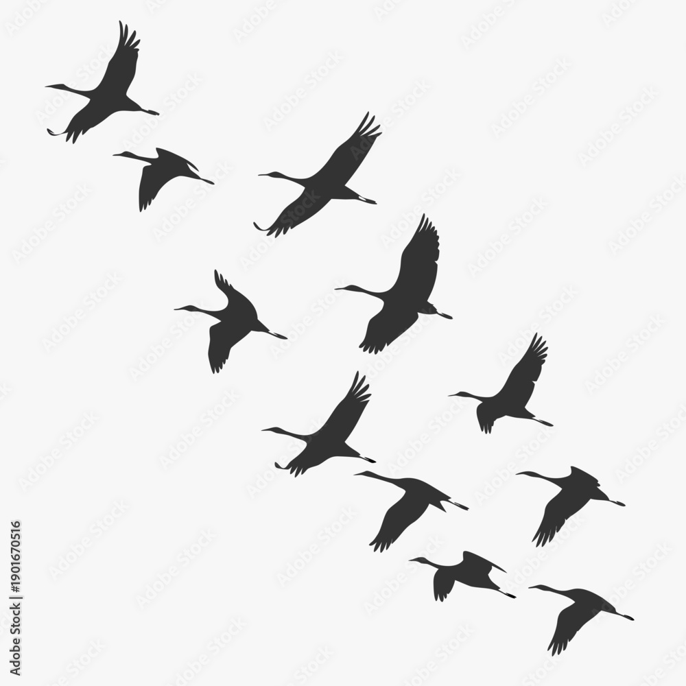 Fototapeta premium Black silhouettes of cranes flying in formation birds 1