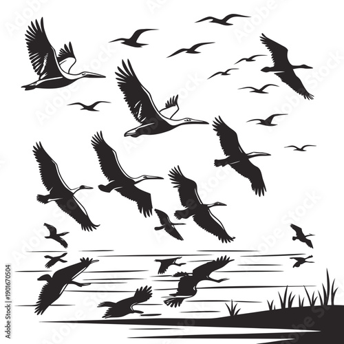 Black and white of pelicans flying over water birds