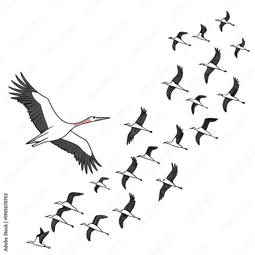 Fototapeta premium Flock of white birds with black wings flying in formation