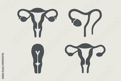 Uterus Illustrations A Visual Guide to Female Reproductive Anatomy.