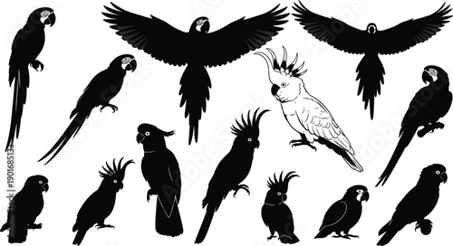 Parrot and cockatoo silhouette set with flying and perched poses isolated on white background vector tropical bird collection