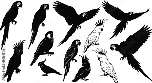 Parrot and cockatoo silhouette set with flying and perched poses isolated on white background vector tropical bird illustration collection