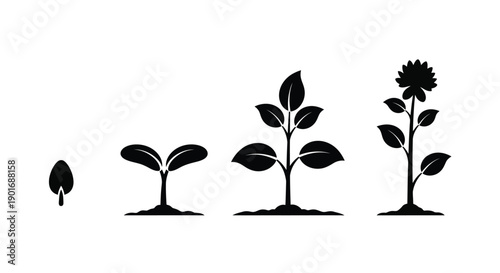 Sunflower growth stages illustrated in a simple black and white design