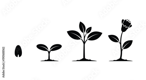 Plant growth stages illustrated in a simple black and white design