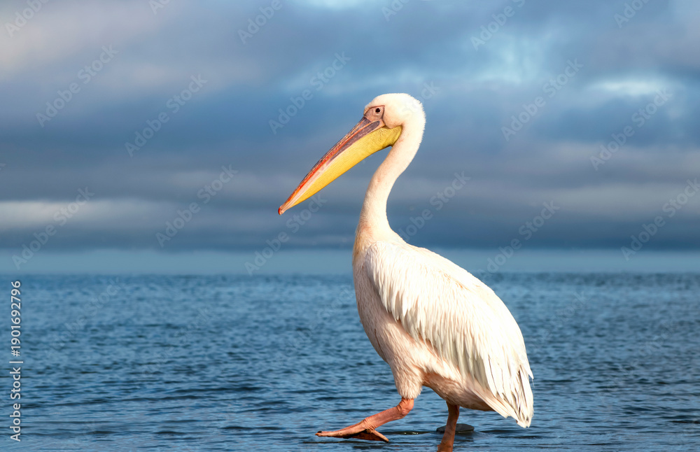Obraz premium A single African great white pelican in a blue lagoon under soft natural light, creating a calm wildlife scene that reflects elegance, balance, and the beauty of birdlife in Africa.