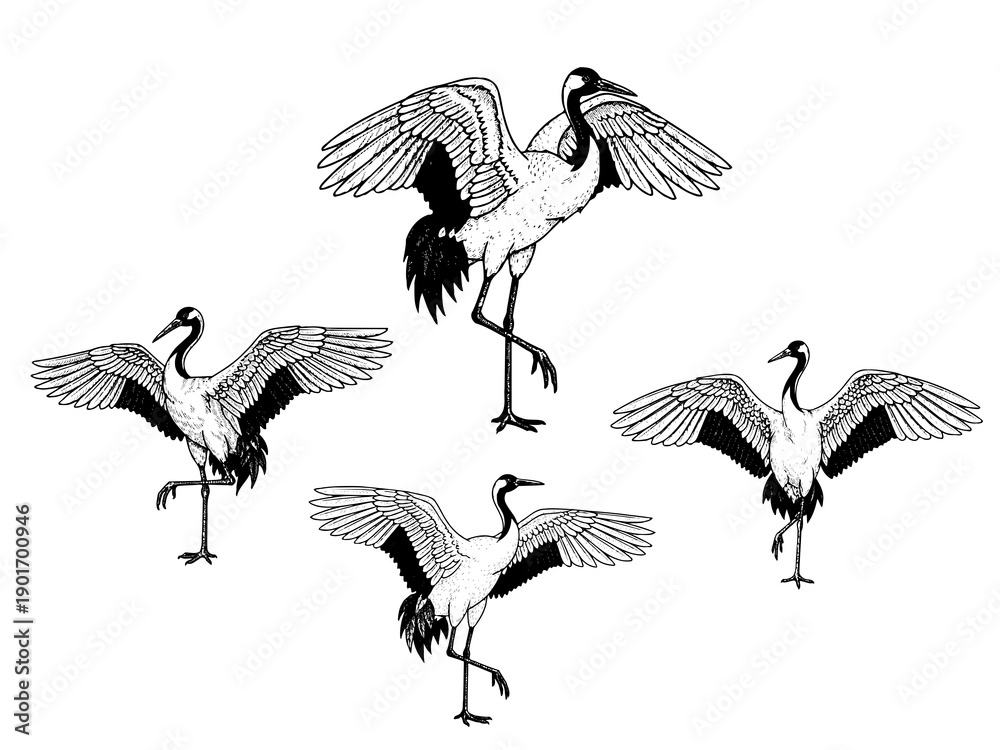 Obraz premium Chinese crane engraving illustration for Lunar New Year longevity branding
