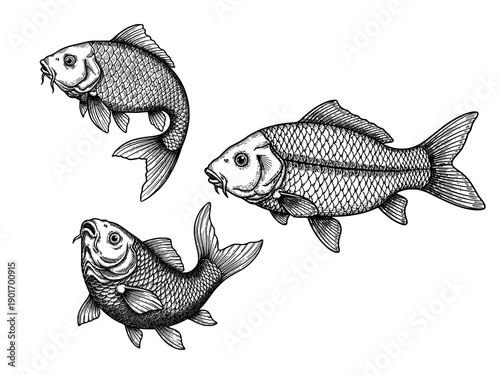 Chinese carp fish engraving illustration for Lunar New Year abundance branding