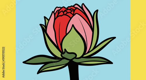 Unopened Flower Bud with Red and Pink Petals on Blue Background