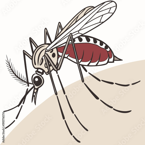 Close up mosquito feeding on filled abdomen insect