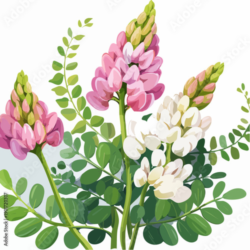 Pink and white lupine flowers with green leaves