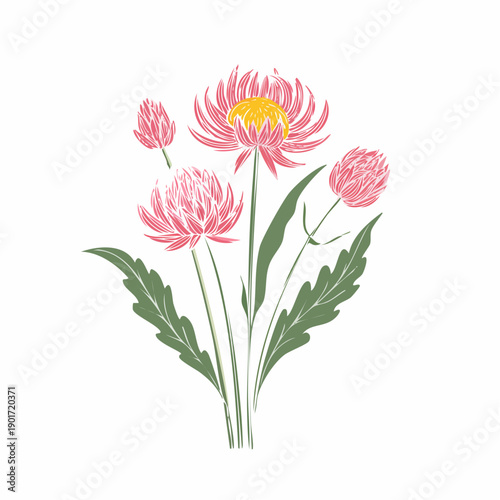 Pink aster flowers with green leaves