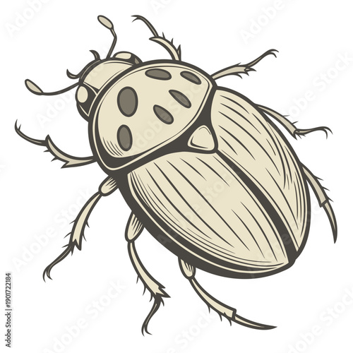 Beige and brown beetle with spots on white background