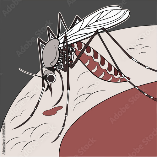 Mosquito feeding on human skin with swollen red spot