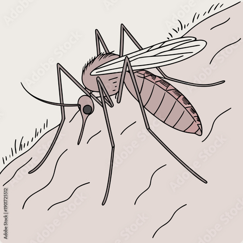 Mosquito perched on human skin ridge insect