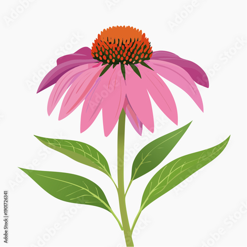 Pink coneflower with green leaves on white