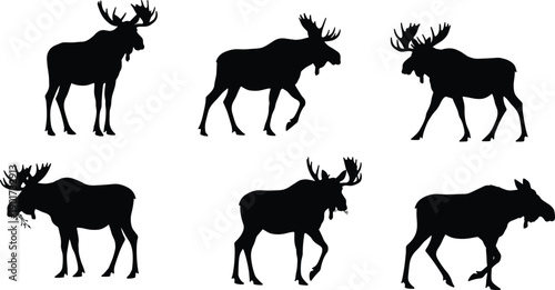 Moose silhouette, bull moose antlers, grazing moose, walking moose, wildlife vector, forest animal, hunting design, nature illustration, wild mammal, animal pose