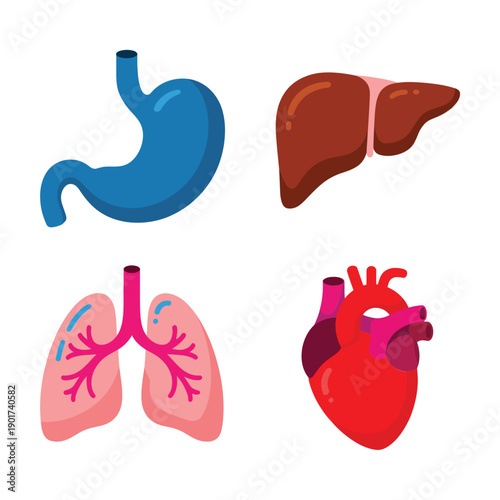 Human internal organs vector set with stomach, liver, lungs, heart, anatomy education icons for healthcare poster, biology classroom design
