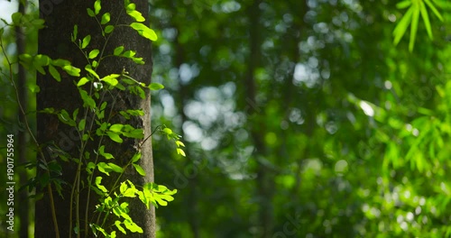 bamboo forest in the morning