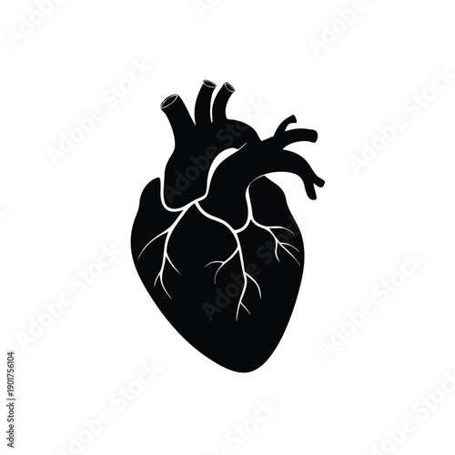 human heart anatomy model