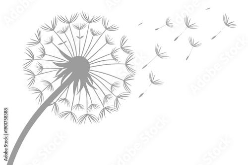 dandelion flower vector
