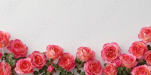 Beautiful pink and orange roses border on a white background with copy space.