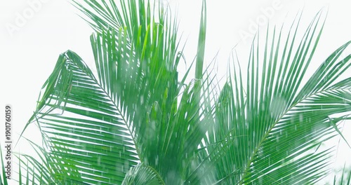 Coconut tree in rainy