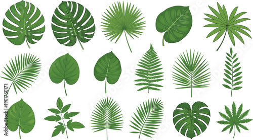 Various tropical leaves arranged in a collection viewed from directly above showcasing diverse shapes and sizes