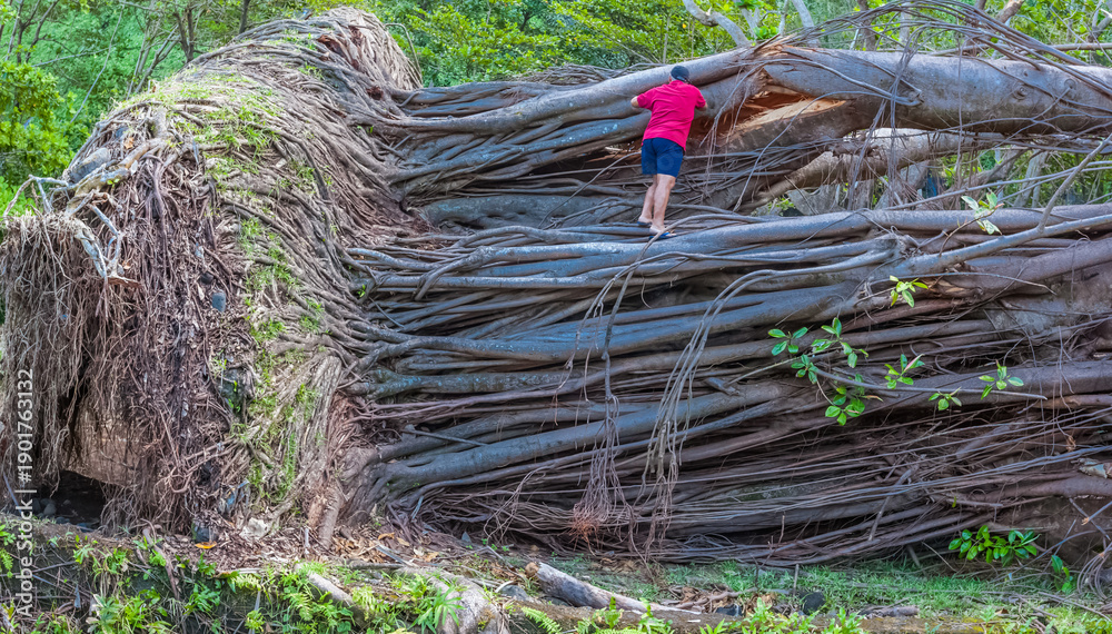 custom made wallpaper toronto digitalHomme escaladant un banian géant couché par la tempête 