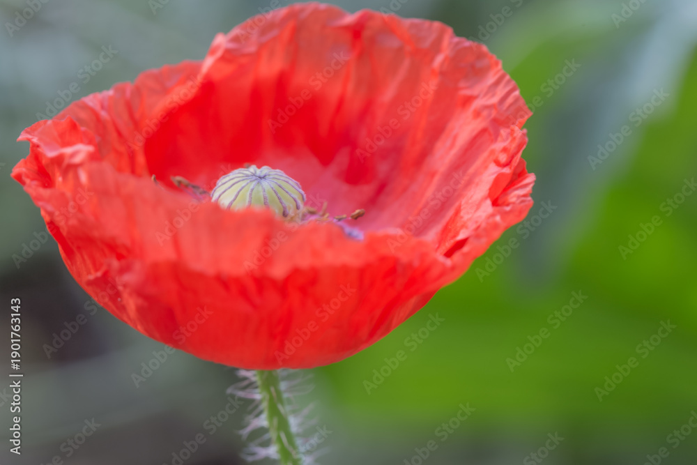 custom made wallpaper toronto digitalCoquelicots 