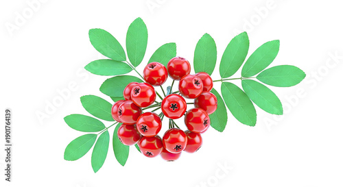Red Rowan Berries with Green Leaves on White Background