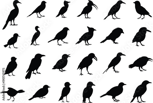 Black bird silhouettes vector set, isolated white background avian wildlife icons collection flying standing poses flat design illustration