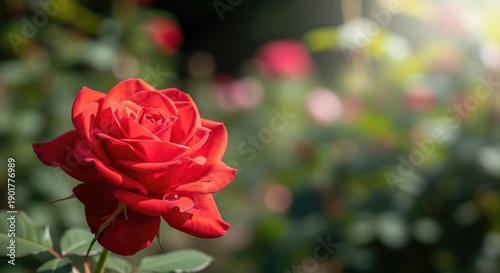 A beautiful red rose blossom in full bloom captures the essence of nature and romance as delicate petals unfold amidst the lush green flora of a summer garden