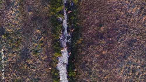 Kangaroos gather near a sand path in the Australian outback, moving through the dry grass