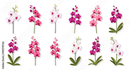 Collection of pink and orchid flowers with green leaves