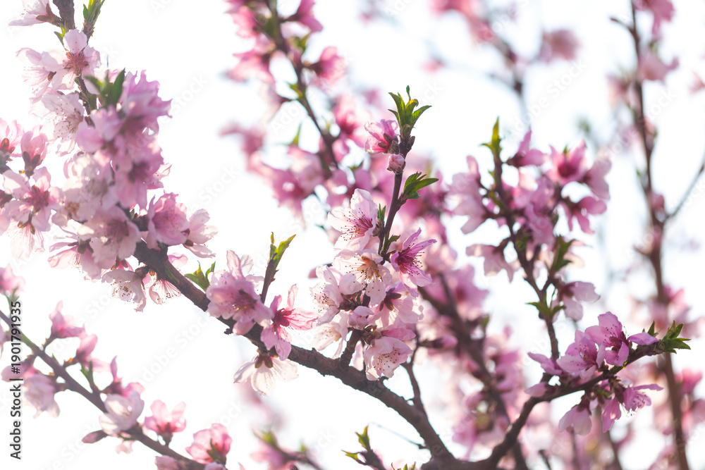 Fototapeta premium Peach trees blossom in spring