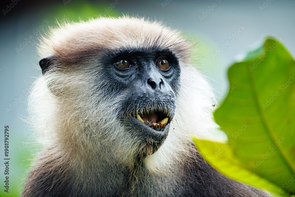 Fototapeta premium portrait of a large black monkey