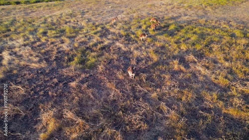 Wallpaper Mural Kangaroos are seen moving across a dry field filled with grass and plants during the late afternoon light in the Australian outback. Torontodigital.ca