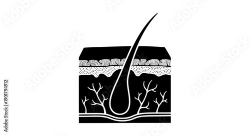 Detailed anatomical illustration of a human hair follicle structure in the skin layers