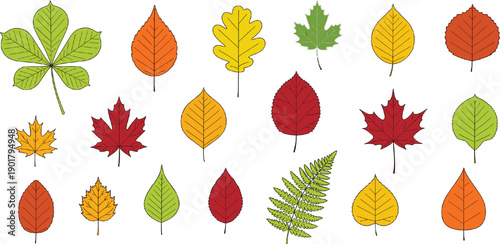 Set of colorful autumn and forest leaf illustrations featuring maple oak and fern foliage in vibrant orange red and green isolated on grey background